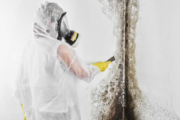 Why You Should Choose Our Mold Remediation Services in Gresham Park, GA